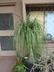 Beaucarnea recurvata - Pony Tail Bottle Palm Elephant Foot Tree