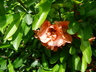 Chaenomeles x superba 'Cameo' - Flowering Quince