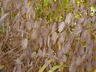 Chasmanthium latifolium - Northern Sea Oats North America Wild Oats Spangle Grass Sea Oats Indian Wood Oats