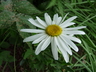 Leucanthemum x superbum 'Alaska' - Shasta Daisy