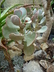 Crassula arborescens - Silver Dollar Plant Silver Jade Plant