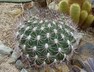 Gymnocalycium saglionis - Giant Chin Cactus