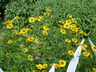 Heliopsis helianthoides var. scabra 'Sommersonne' [sold as Summer Sun] - Ox-Eye Daisy Sunflower