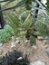 Kalanchoe beharensis 'Fang' - Velvet Leaf Felt Plant