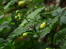 Kirengeshoma palmata - Yellow Wax Bells