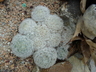 Mammillaria plumosa - Feather Cactus