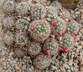 Mammillaria prolifera - Silver Cluster Cactus Little Candles Texas Nipple Cactus