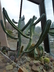 Myrtillocactus geometrizans - Blue Flame Cactus Our Father Whortleberry Cactus Blue Candle Cactus