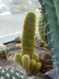 Notocactus leninghausii - Golden Ball Cactus