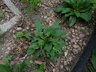Solidago virgaurea ssp. minuta - Goldenrod