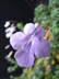 Streptocarpus saxorum - Cape Primrose False African Violet