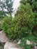 Thuja occidentalis 'Rheingold' - Arborvitae Northern White Cedar
