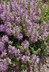 Thymus comosus - Thyme