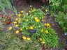 Trollius europaeus - Globeflower European Globeflower