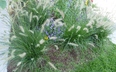 Pennisetum alopecuroides 'Hameln' - Dwarf Fountain Grass Chinese Fountain Grass