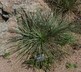 Yucca harrimaniae - Spanish Bayonet Harriman's Yucca