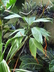 Chamaedorea ernesti-augusti - Ernest August's Palm