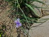 Tradescantia ohiensis - Spiderwort Bluejacket Ohio Spiderwort