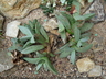 Pleiospilos bolusii - Mimicry Plant Living Rock Cactus