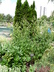 Artemisia lactiflora - White Sagebrush White Mugwort