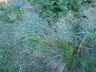 Panicum virgatum 'Heavy Metal' - Switch Grass Switchgrass