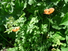 Papaver dubium - Blindeyes Long-Headed Poppy