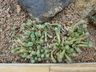 Fenestraria rhopalophylla - Baby's Toes Window Plant