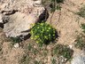 Lomatium laevigatum - Slickrock Biscuitroot Smooth Desert Parsley