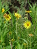 Helianthus maximiliani - Maximilian's Sunflower