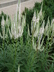 Veronicastrum virginicum f. roseum - Culver's Root Blackroot
