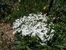 Phlox subulata 'Schneewittchen' - Moss Pink Moss Phlox