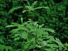 Sorbus koehneana - Dwarf Mountain Ash Koehne Mountain Ash