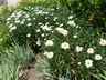 Leucanthemum x superbum 'Switzerland' - Shasta Daisy