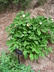 Paeonia officinalis - Garden Peony European Peony