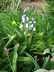 Hyacinthoides hispanica 'Excelsior' - Spanish Bluebell Spanish Squill