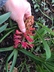 Hyacinthus orientalis 'Jan Bos' - Common Hyacinth