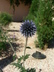 Echinops ritro 'Veitch’s Blue' - Globe Thistle