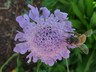 Scabiosa 'Butterfly Blue' - Pincushion Flower