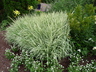 Phalaris arundinacea var. picta 'Feesey' - Reed Canary Grass Ribbon Grass
