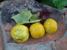 Cucumis sativus 'Lemon' - Cucumber