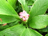 Curcuma petiolata - Queen Lily