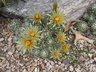 Escobaria missouriensis - Missouri Foxtail Cactus Missouri Pincushion Cactus