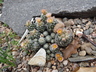 Escobaria sneedii - Carpet Foxtail Cactus