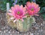 Echinocereus x roetteri - Hybrid Hedgehog Cactus