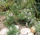 Lupinus argenteus - Silvery Lupine