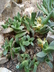 Pleiospilos compactus ssp. canus - Mimicry Plant