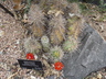 Echinocereus polyacanthus - Mohave Mound Cactus
