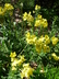 Arnebia pulchra - Prophet Flower Golden Borage