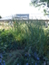 Panicum virgatum 'Cloud Nine' - Switch Grass Switchgrass