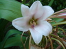 Crinum bulbispermum - Hardy Swamp Lily Cape Lily